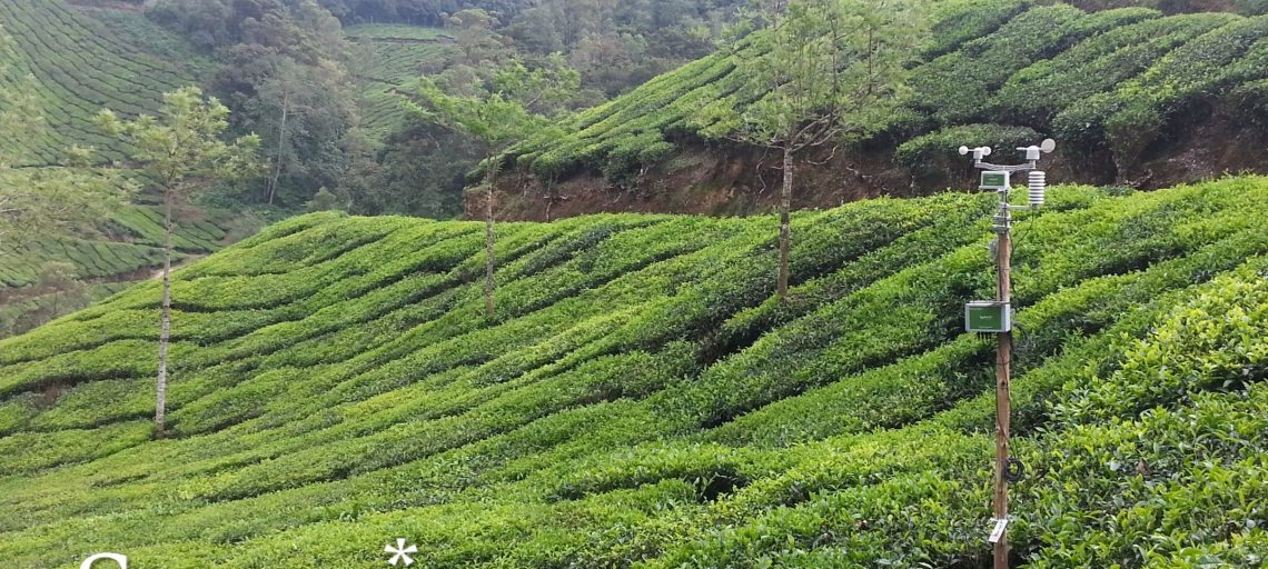 New SynField Installation at Tea Plantations in Kerala, India