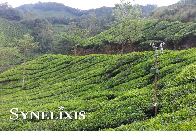 New SynField Installation at Tea Plantations in Kerala, India