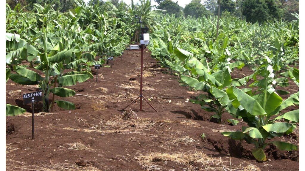 SynField revolutionize banana farming in Kenya Synelixis S.A.